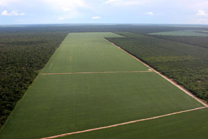Selva deforestada para plantaciones de biocombustibles